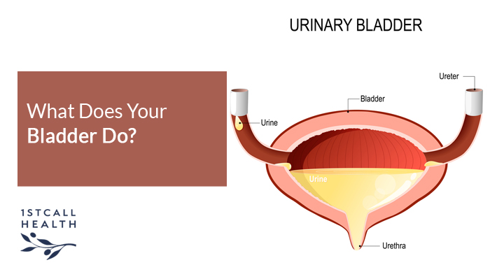 What Does Your Bladder Do? | 1stCallHealth Washington DC Affordable Primary Medical Care Nurse Practitioners Clinic