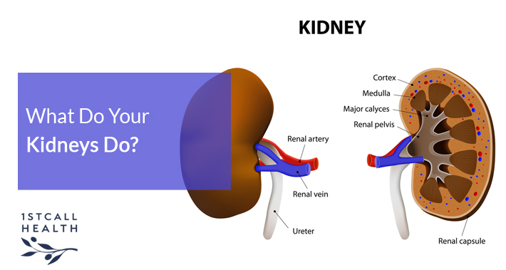 What Do Your Kidneys Do? | 1stCallHealth Washington DC Affordable Primary Medical Care Nurse Practitioners Clinic
