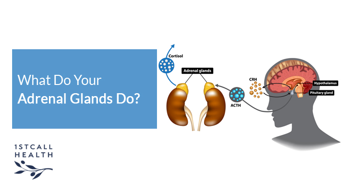 What Do Your Adrenal Glands Do? | 1stCallHealth Washington DC Affordable Primary Medical Care Nurse Practitioners Clinic